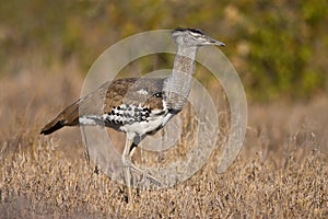 Kori Bustard photo