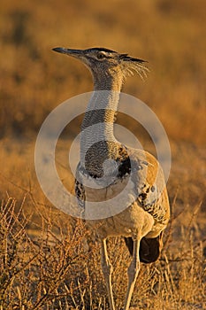 Kori Bustard photo