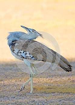 Kori Bustard photo