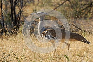 Kori Bustard photo