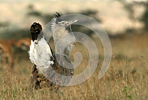 Kori bustard photo