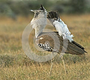 Kori bustard photo