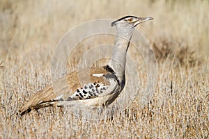 Kori Bustard photo