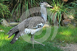 Kori bustard