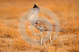 Kori bustard photo