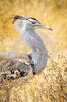 Kori Bustard photo