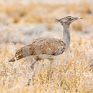 Kori Bustard