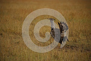 Kori bustard African bird