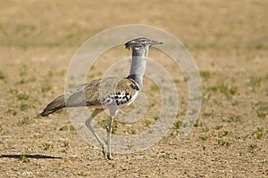 Kori Bustard