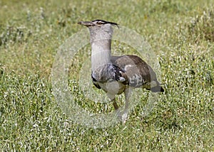 Kori Bustard Ardeotis kori