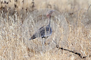 A Kori Bustard (Ardeotis kori