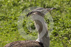 Kori Bustard Ardeotis kori