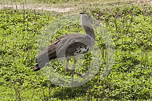 Kori Bustard Ardeotis kori