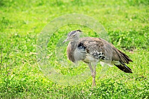 Kori bustard or Ardeotis kori