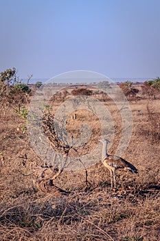 Kori bustard (Ardeotis kori) feeding during the day, Kruger National Park