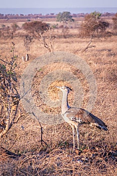 Kori bustard (Ardeotis kori) feeding during the day, Kruger National Park