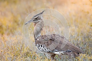 A Kori bustard ardeotis kori in the Kruger national park, South Africa