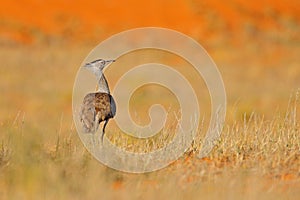 Kori bustard, Ardeotis kori, largest flying bird native to Africa. Bird in the grass, evening light, Kgalagadi desert, Botswana.