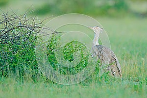 Kori bustard, Ardeotis kori, largest flying bird native to Africa. Bird in the grass, evening light, Okavango delta, Moremi,