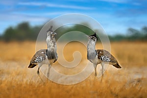 Kori bustard, Ardeotis kori, largest flying bird native to Africa. Bird in the grass, evening light, Savuti, Chobe NP, Botswana.