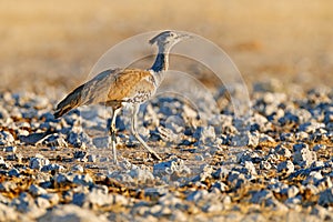 Kori bustard, Ardeotis kori, largest flying bird native to Africa. Bird in the stones desert, evening light, Etocha, Namibia.