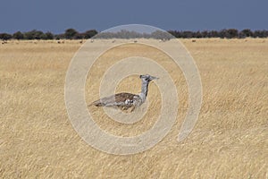 Kori Bustard, Ardeotis kori in Namibia, Etosha National Park