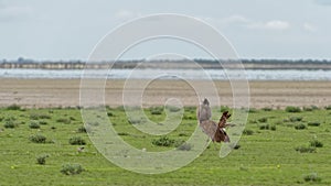 Kori bustard (Ardeotis kori) in tail-up position, balloon display.