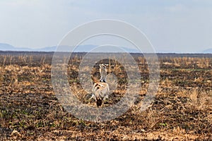 Kori bustard (Ardeotis kori) walking in dry savannah in Serengeti National Park, Tanzania