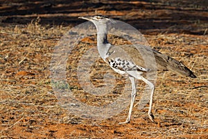 A Kori Bustard Ardeotis kori walking in the Kalahari desert