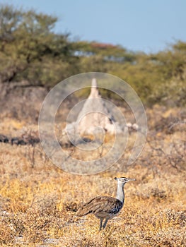 A kori bustard (Ardeotis kori) walking in the savannah, Onguma Game Reserve, Namibia.