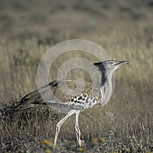 Kori Bustard photo