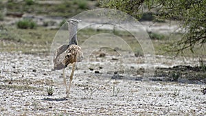 Kori bustard, Etosha, Namibia photo