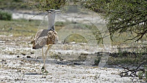 Kori bustard, Etosha, Namibia photo