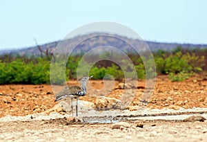 Kori Bustard Bird - the heaviest bird standing on the African savannah with a lush vibrant background