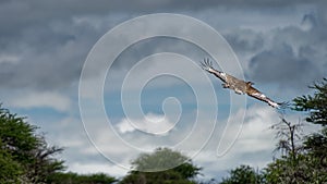 Kori Bustard bird, Namibia