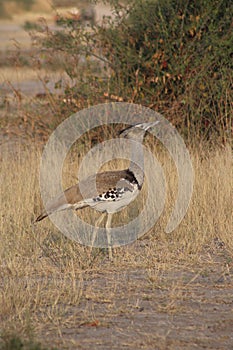 Kori bustard bird wanders through a grassy terrain, exploring its natural habitat