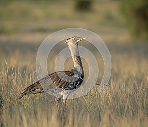 Kori Bustard in the dry grassland at Masai Mara, Kenya