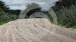 Kori bustard, Etosha, Namibia