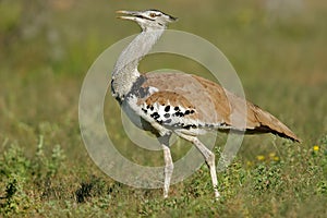 Kori bustard, Etosha National Park, Namibia photo