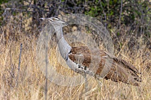 Kori Bustard - Etosha National Park - Namibia