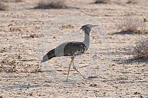 Kori Bustard in Etosha National Park, Namibia