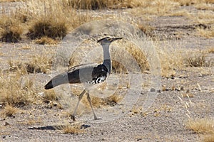 Kori Bustard - Etosha National Park - Namibia photo