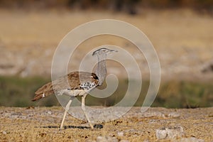 Kori bustard, etosha nationalpark, namibia