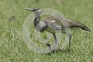 Kori Bustard, Female Walking With Chick photo