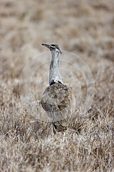 Kori bustard in the grass in Lewa Conservancy, Kenya