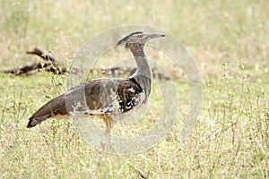 Kori Bustard in grassland