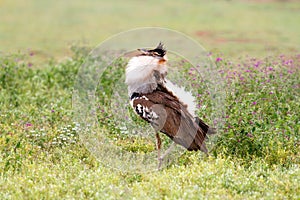 Kori Bustard Male with courtship behaviour in the Ngorongoro Crater in Tanzania