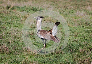 Kori Bustard