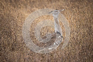 Kori bustard in the Ngorongoro national park (Tanzania)