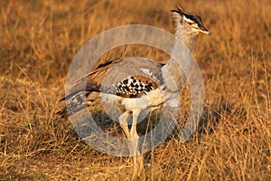 Kori Bustard - Safary Kenya